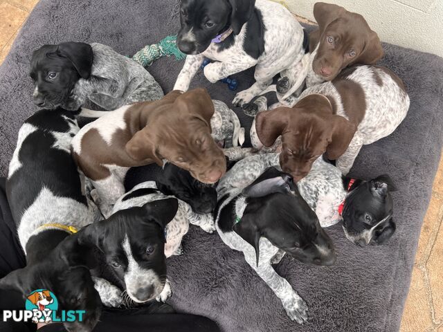 Pure Bred German Short Haired Pointer Puppies GsP