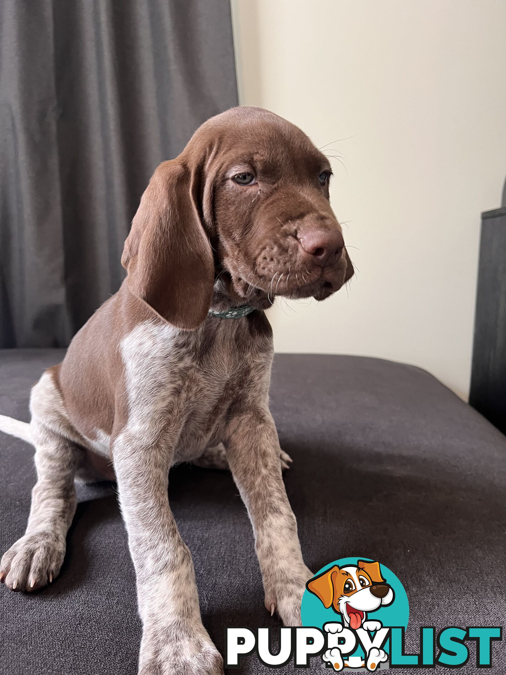 Pure Bred German Short Haired Pointer Puppies GsP