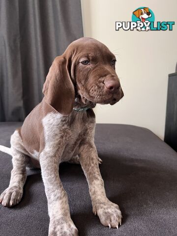 Pure Bred German Short Haired Pointer Puppies GsP