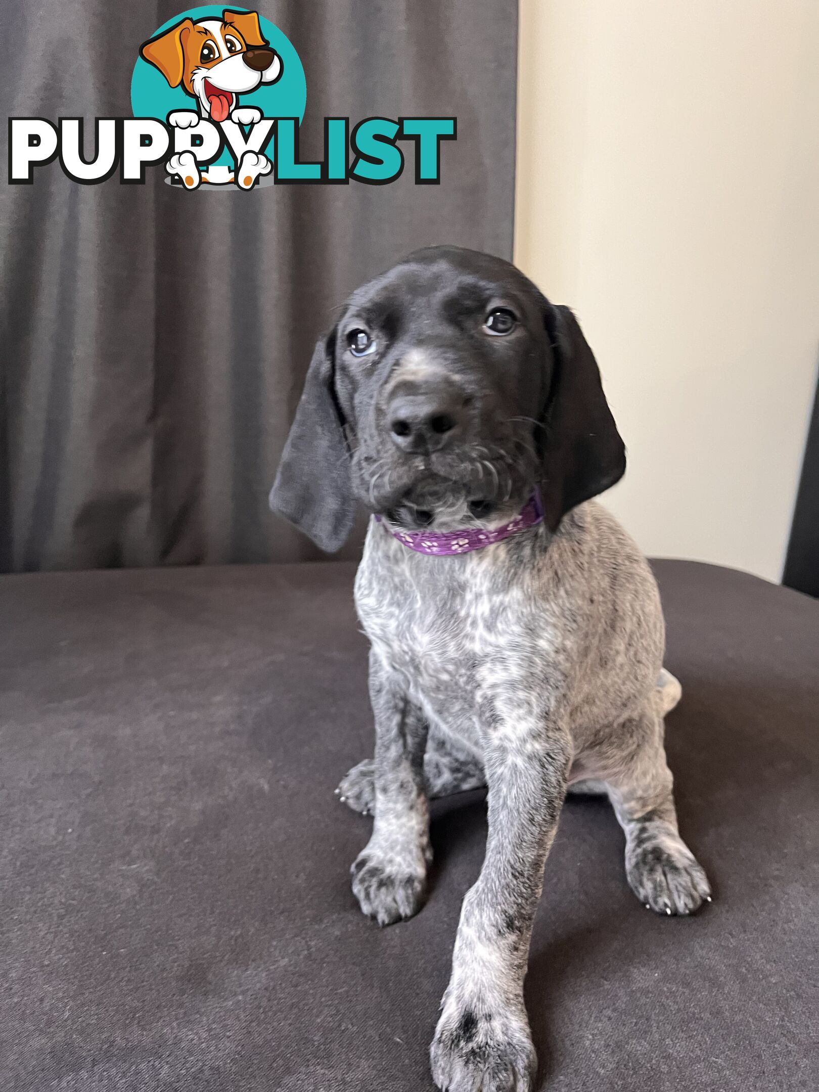 Pure Bred German Short Haired Pointer Puppies GsP