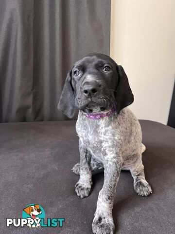 Pure Bred German Short Haired Pointer Puppies GsP