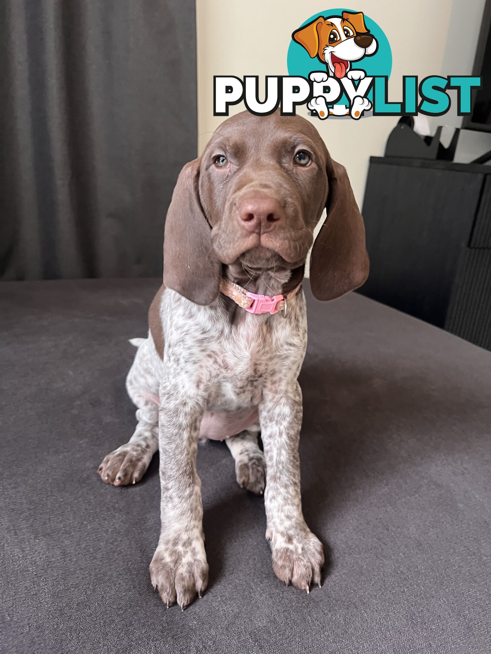 Pure Bred German Short Haired Pointer Puppies GsP
