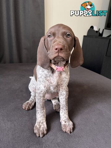 Pure Bred German Short Haired Pointer Puppies GsP