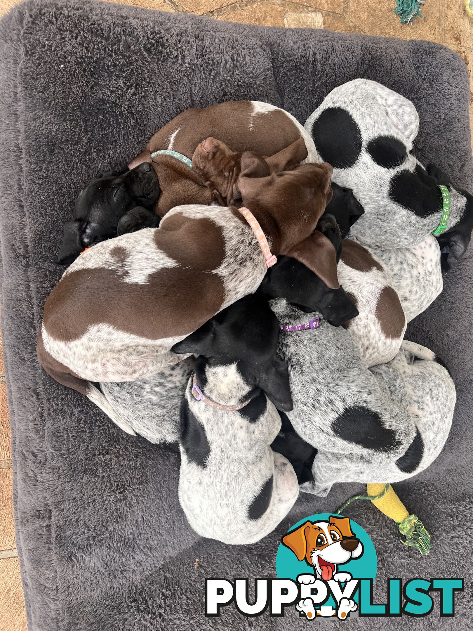 Pure Bred German Short Haired Pointer Puppies GsP