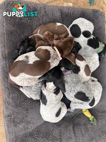Pure Bred German Short Haired Pointer Puppies GsP