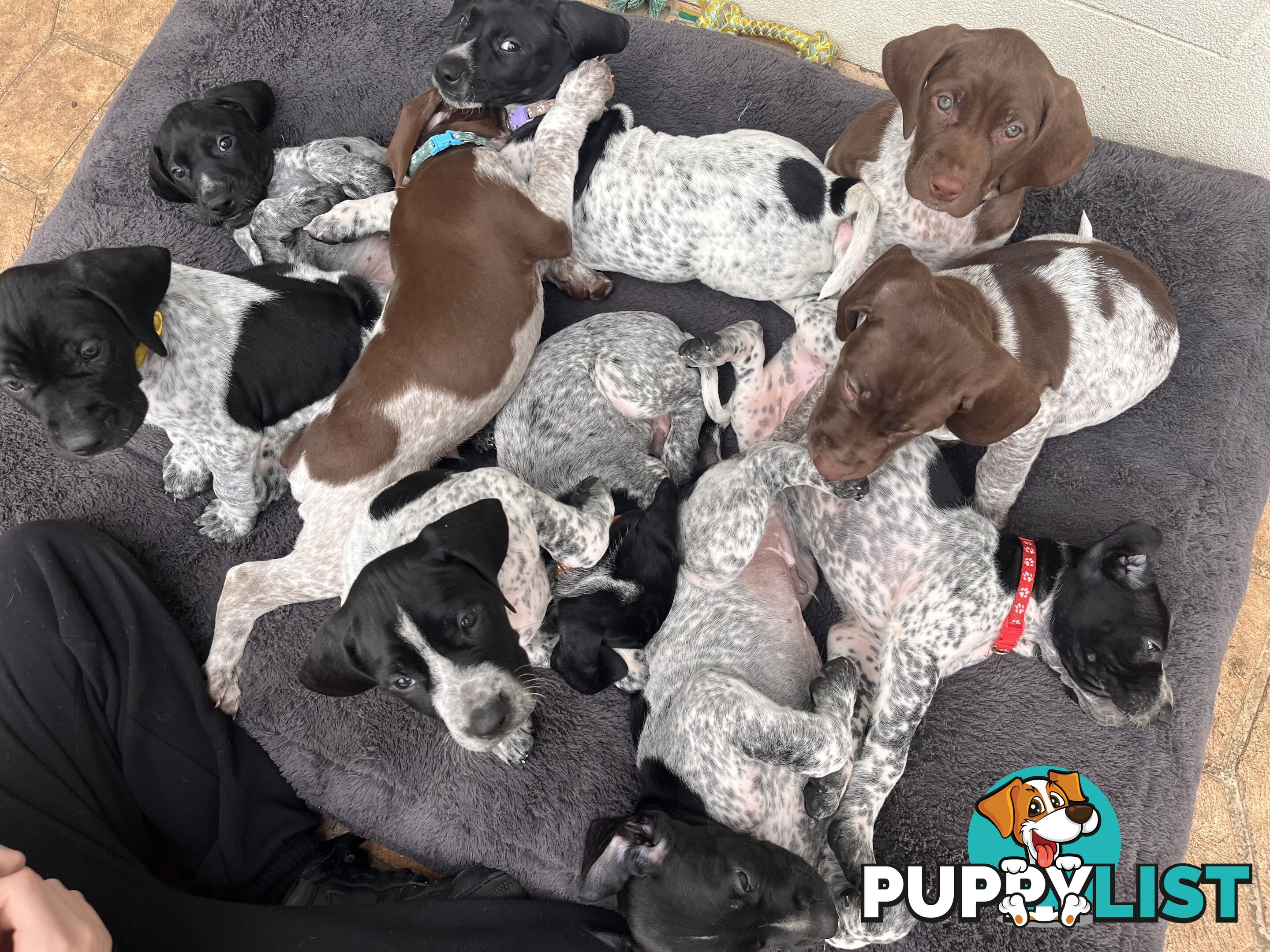 Pure Bred German Short Haired Pointer Puppies GsP