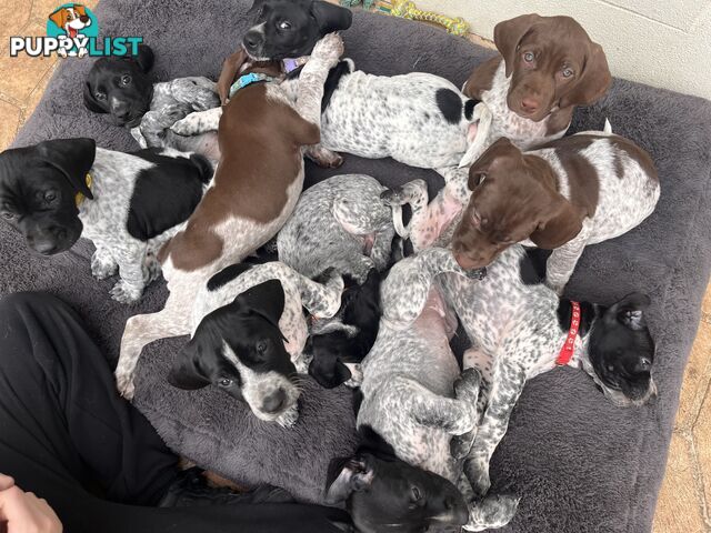 Pure Bred German Short Haired Pointer Puppies GsP
