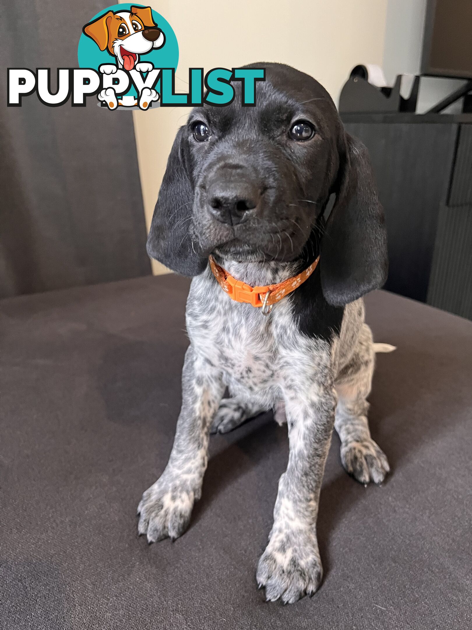 Pure Bred German Short Haired Pointer Puppies GsP