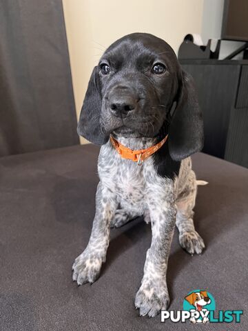 Pure Bred German Short Haired Pointer Puppies GsP