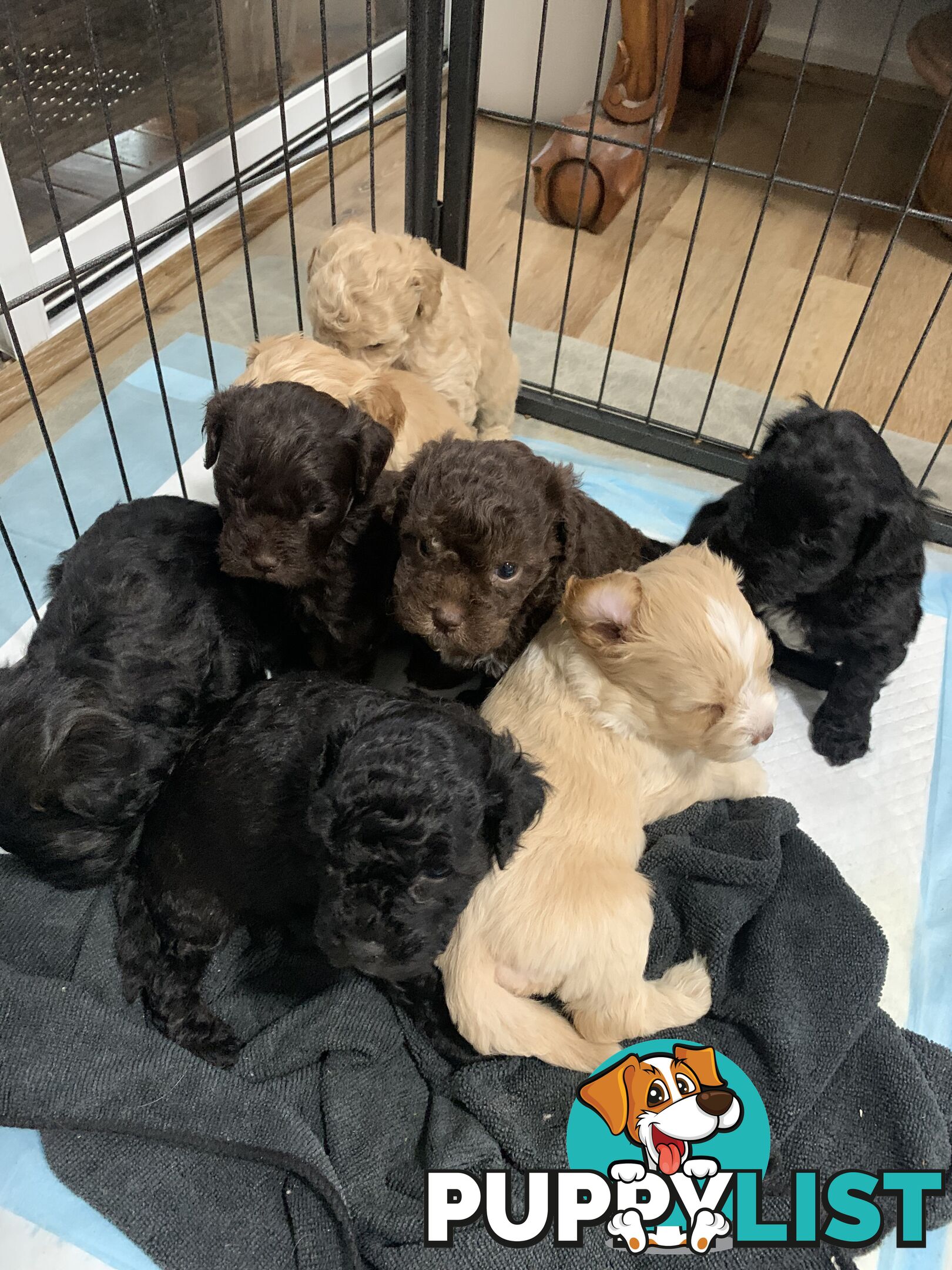 Cavoodle puppies straight hair and curly available