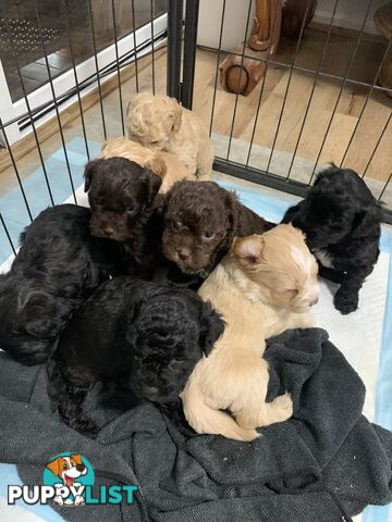 Cavoodle puppies straight hair and curly available