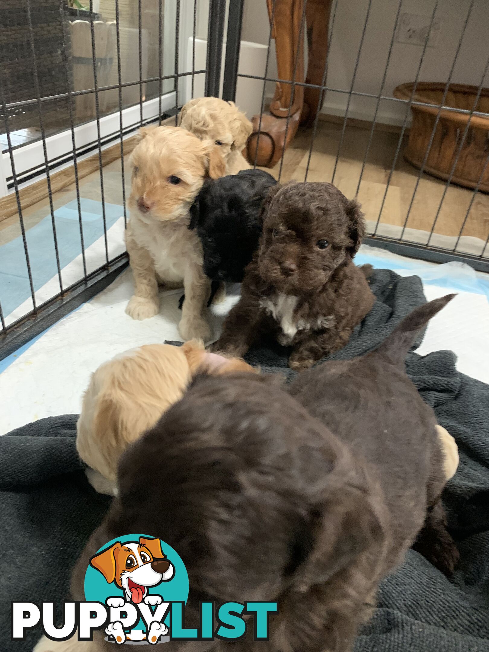 Cavoodle puppies straight hair and curly available