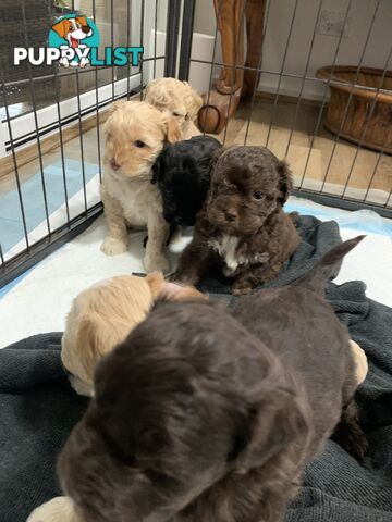 Cavoodle puppies straight hair and curly available