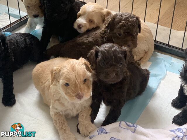 Cavoodle puppies straight hair and curly available