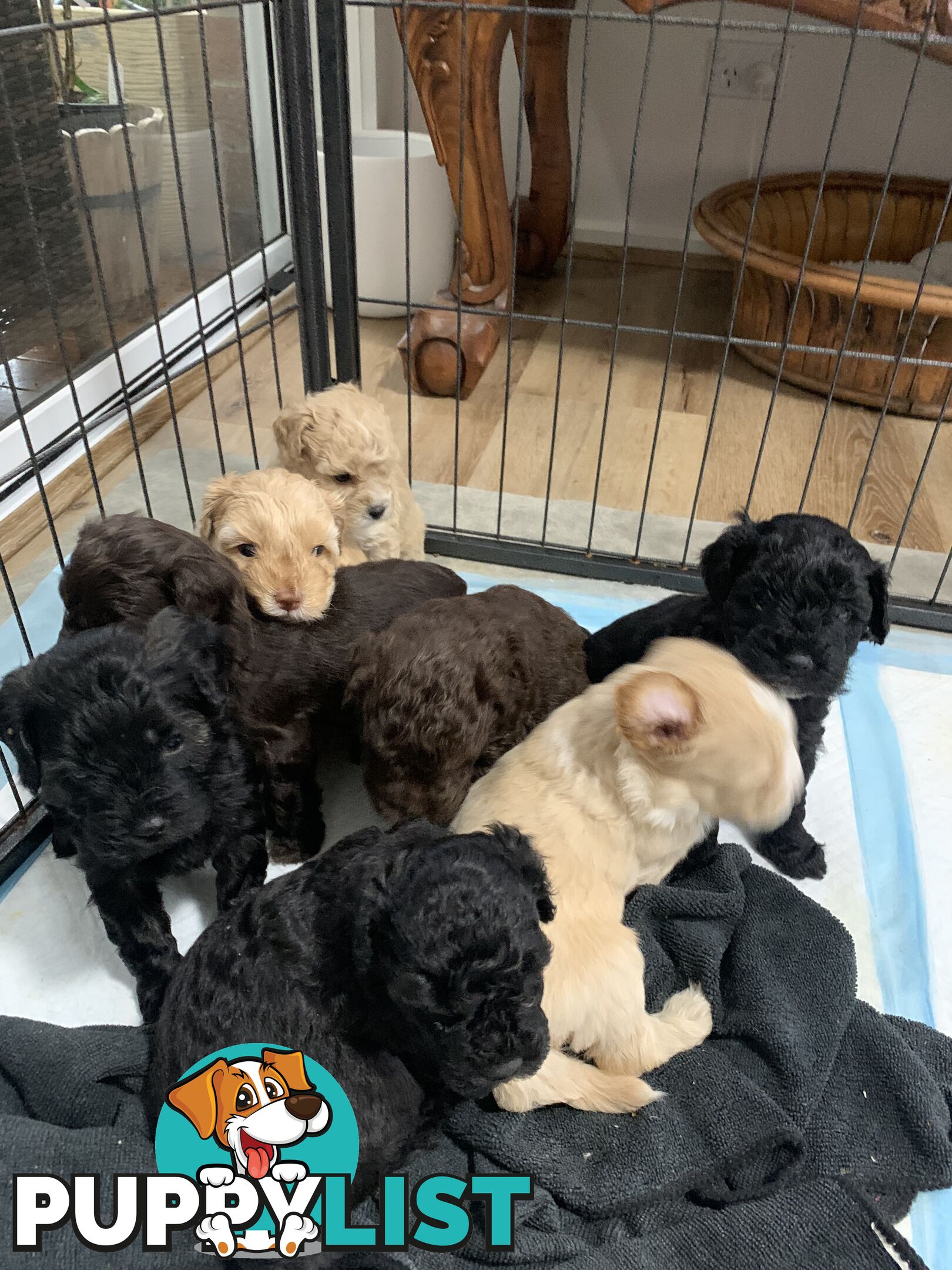 Cavoodle puppies straight hair and curly available