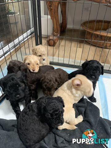 Cavoodle puppies straight hair and curly available