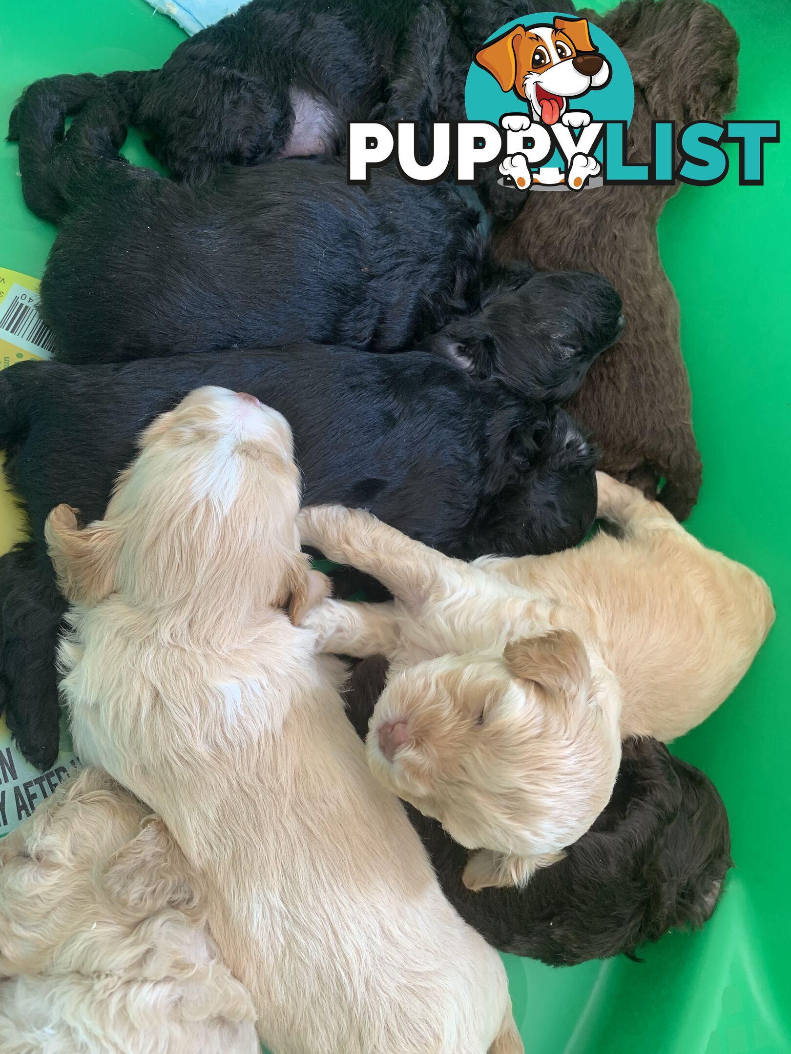 Cavoodle puppies straight hair and curly available