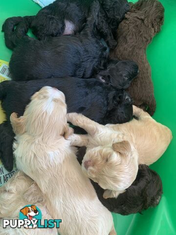 Cavoodle puppies straight hair and curly available