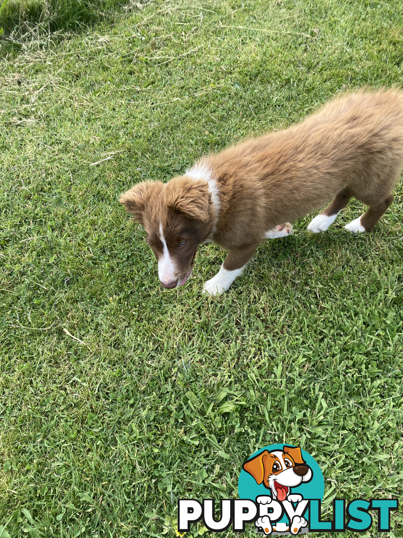 Pedigree Border Collie puppies