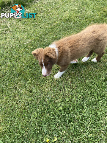 Pedigree Border Collie puppies