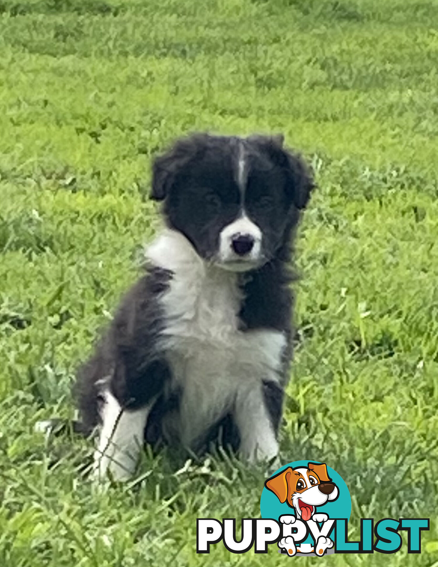 Pedigree Border Collie puppies