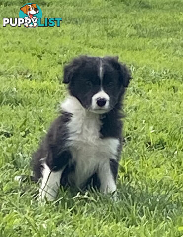 Pedigree Border Collie puppies