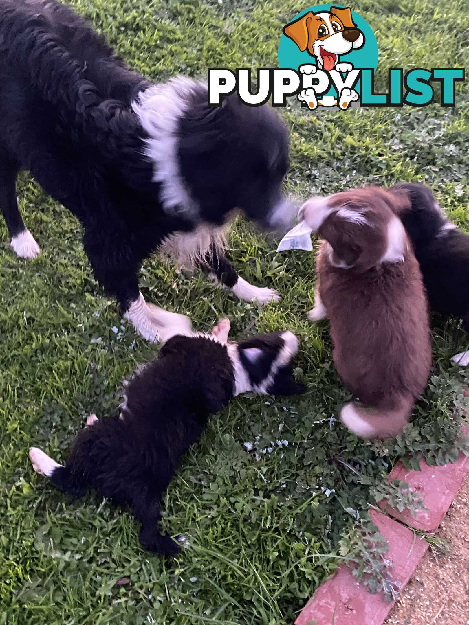 Pedigree Border Collie puppies