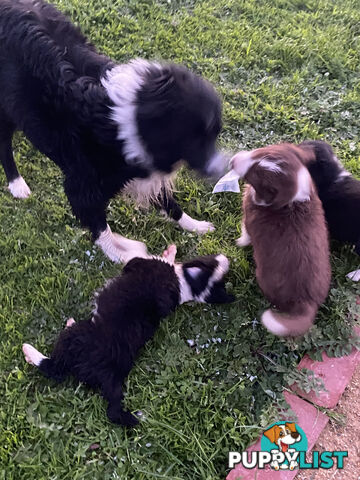 Pedigree Border Collie puppies