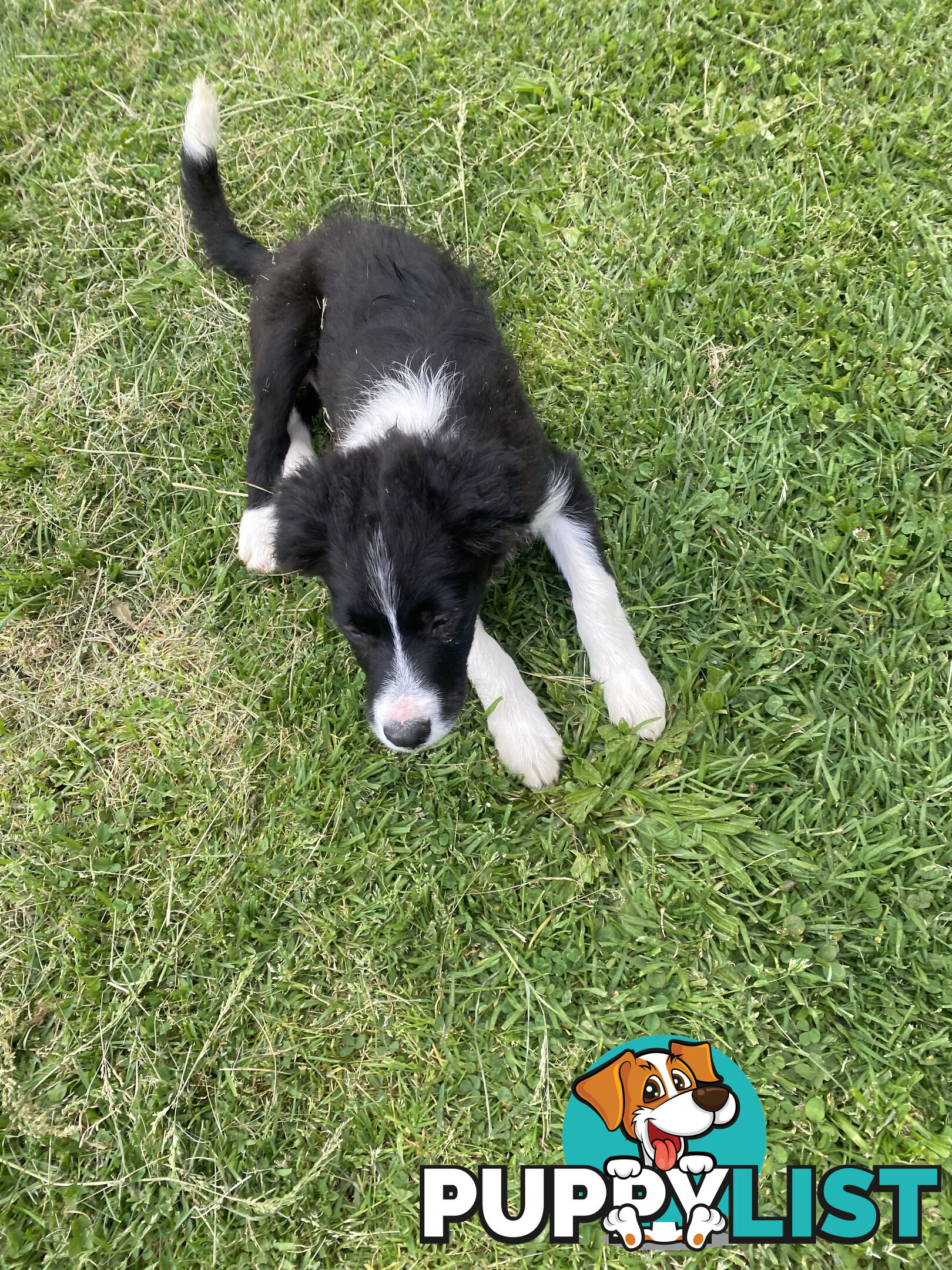 Pedigree Border Collie puppies