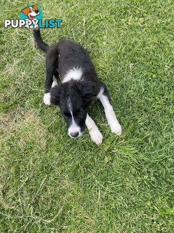 Pedigree Border Collie puppies