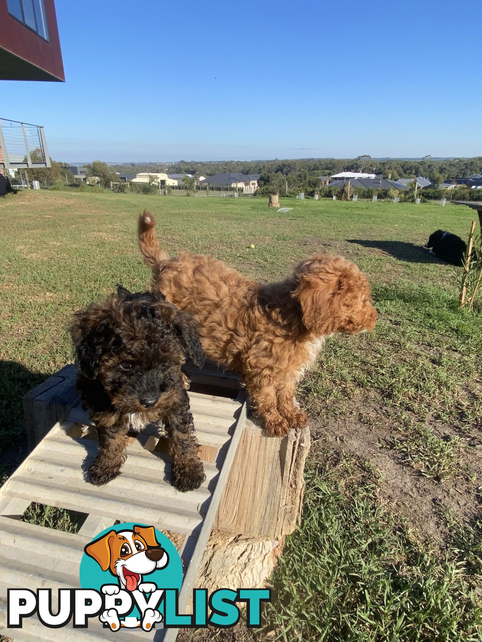 Gorgeous Toy Cavoodle Puppies