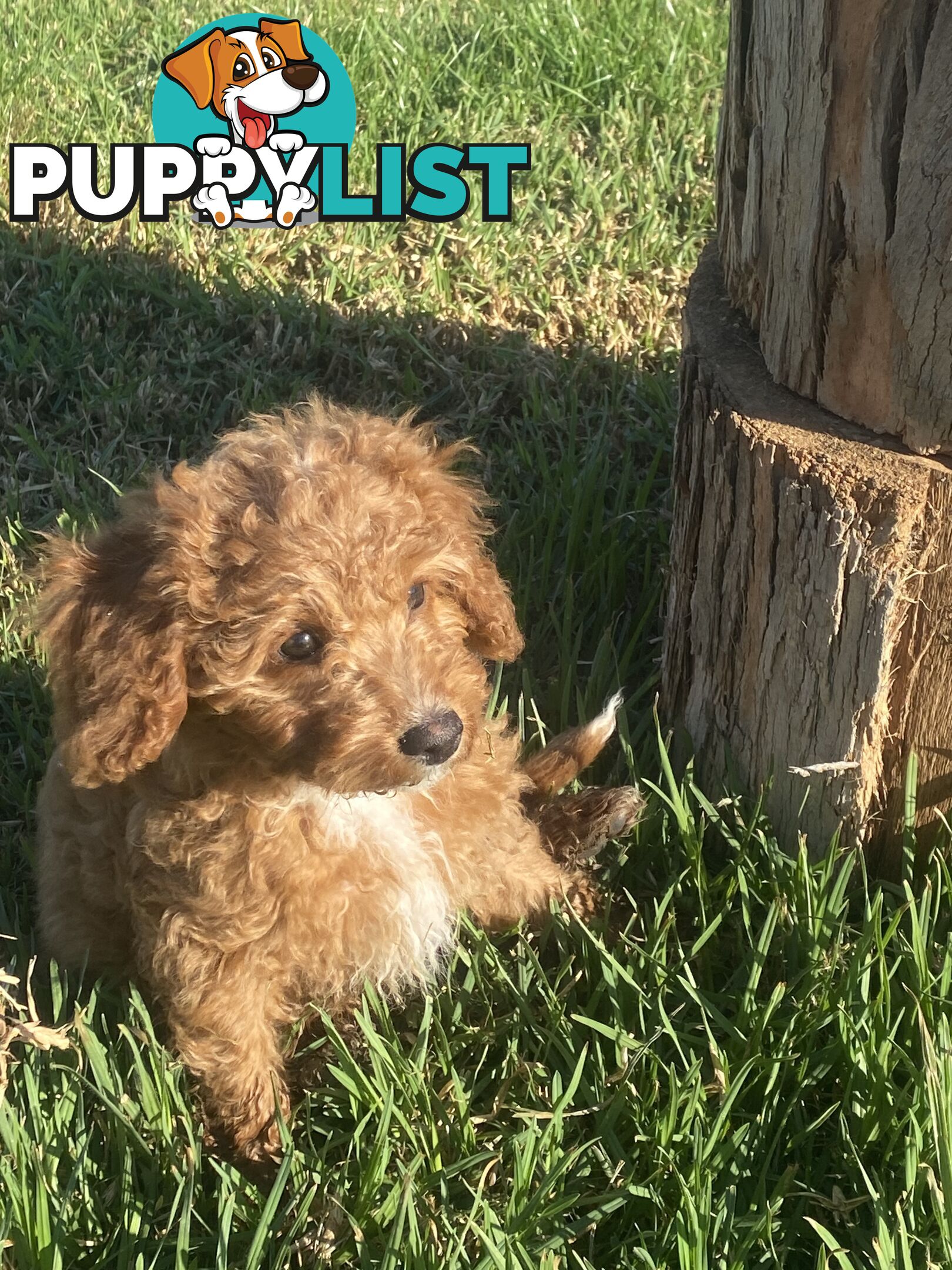 Gorgeous Toy Cavoodle Puppies