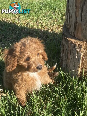 Gorgeous Toy Cavoodle Puppies