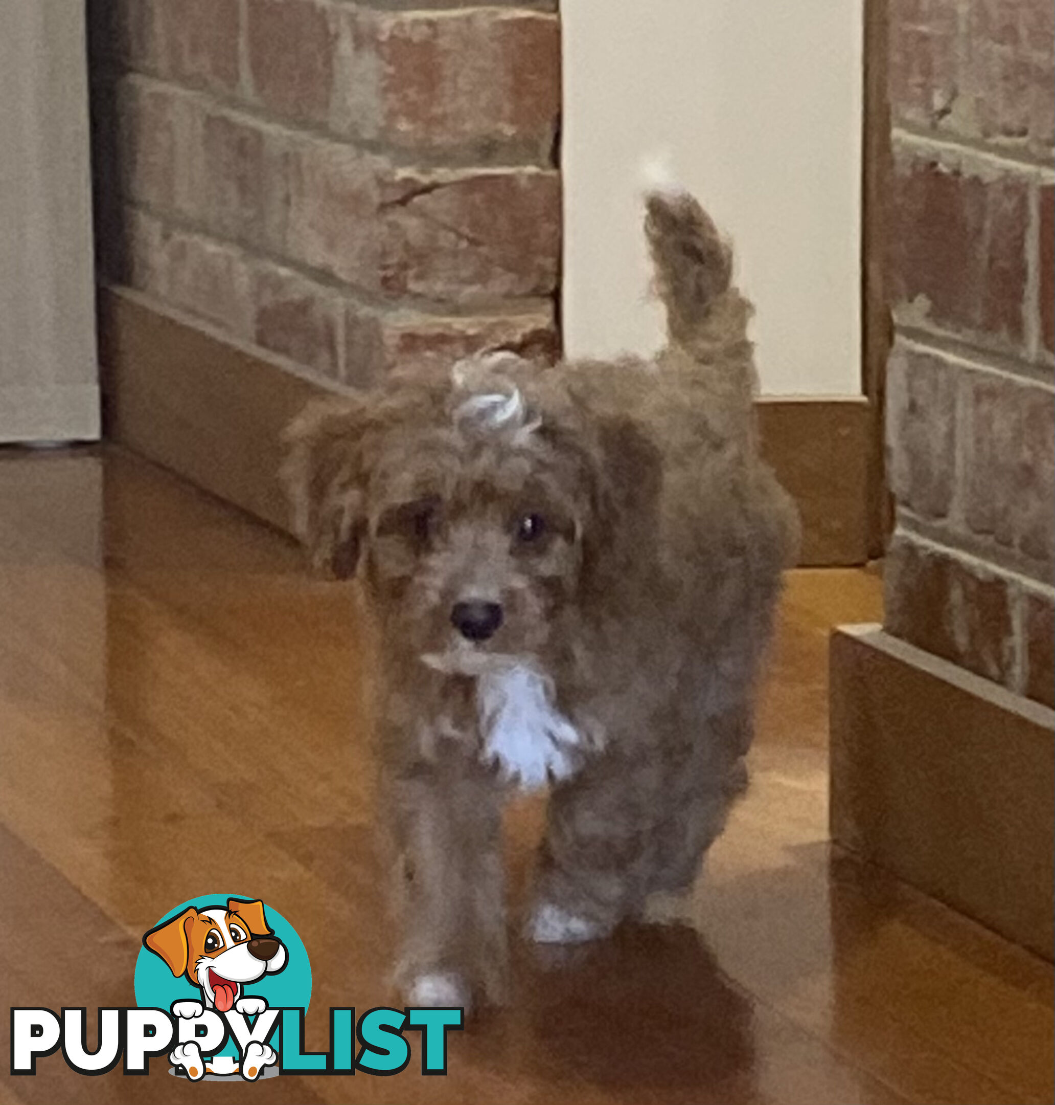 Gorgeous Toy Cavoodle Puppies