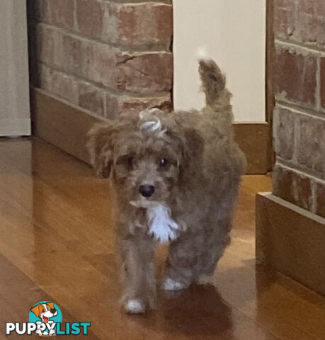 Gorgeous Toy Cavoodle Puppies