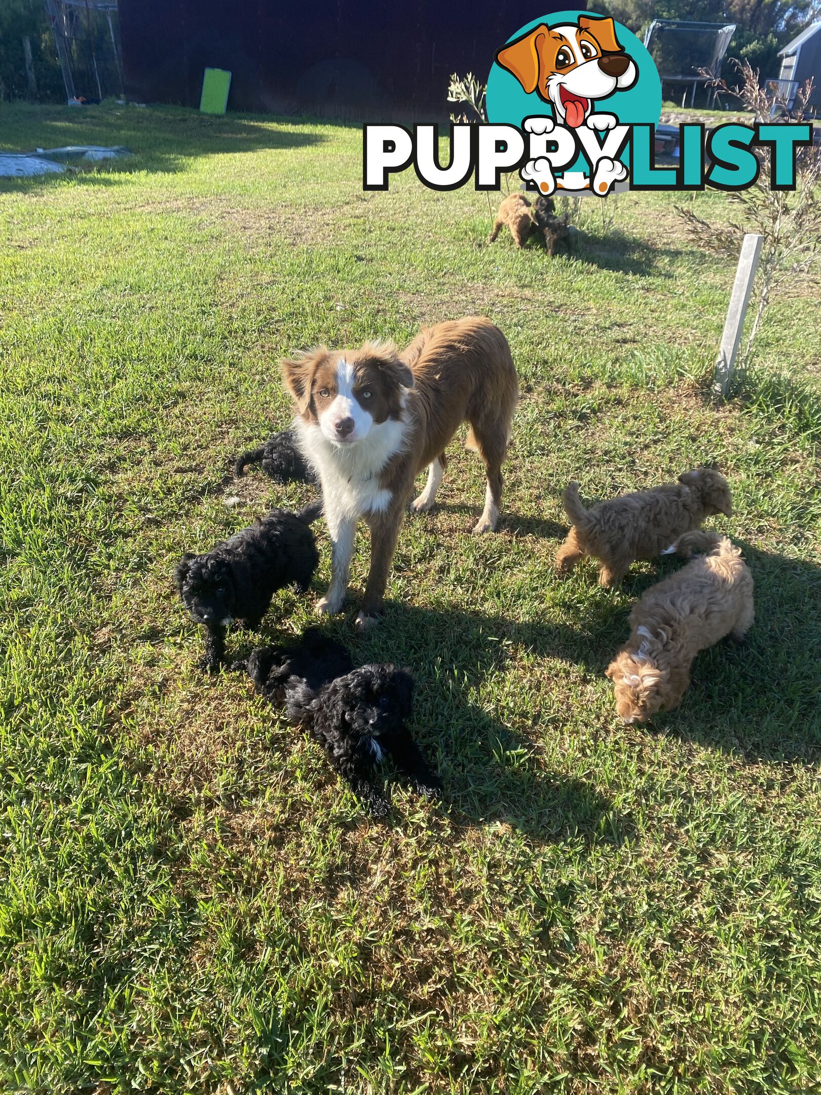 Gorgeous Toy Cavoodle Puppies