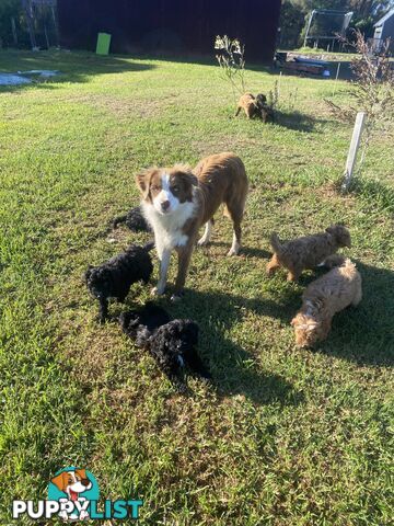 Gorgeous Toy Cavoodle Puppies