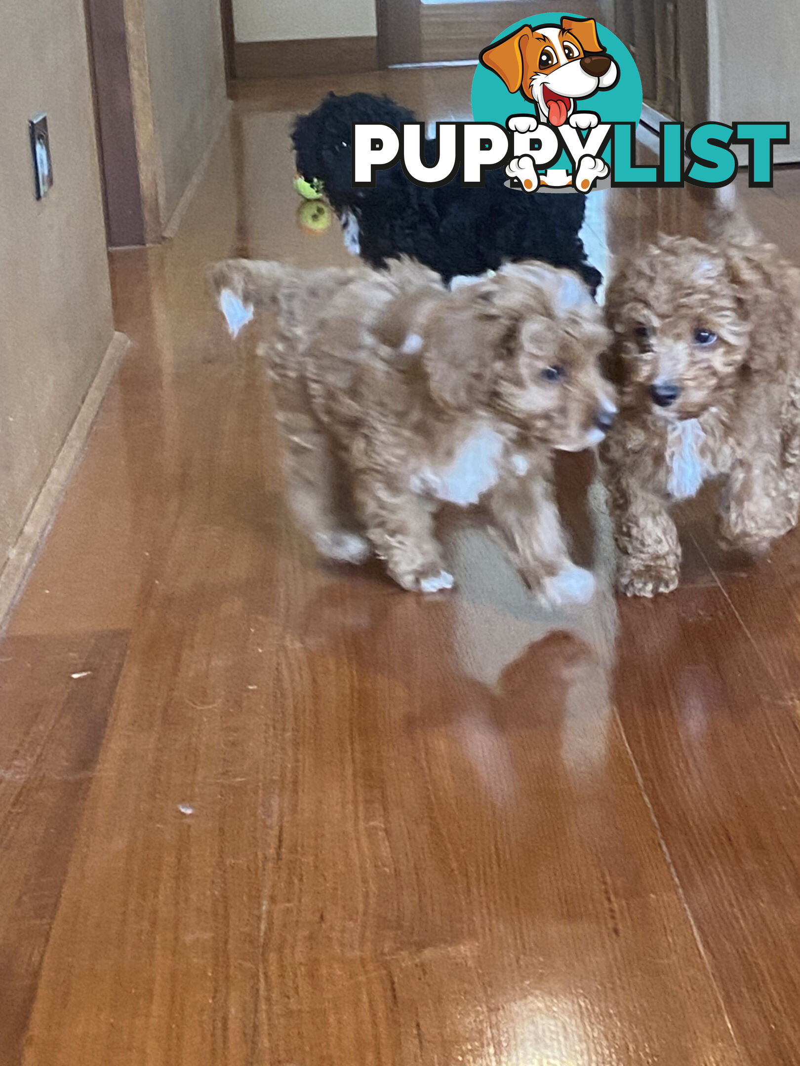 Gorgeous Toy Cavoodle Puppies