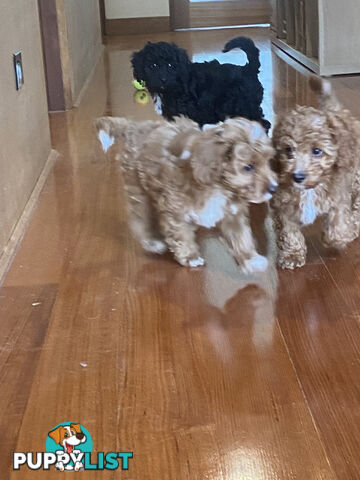 Gorgeous Toy Cavoodle Puppies
