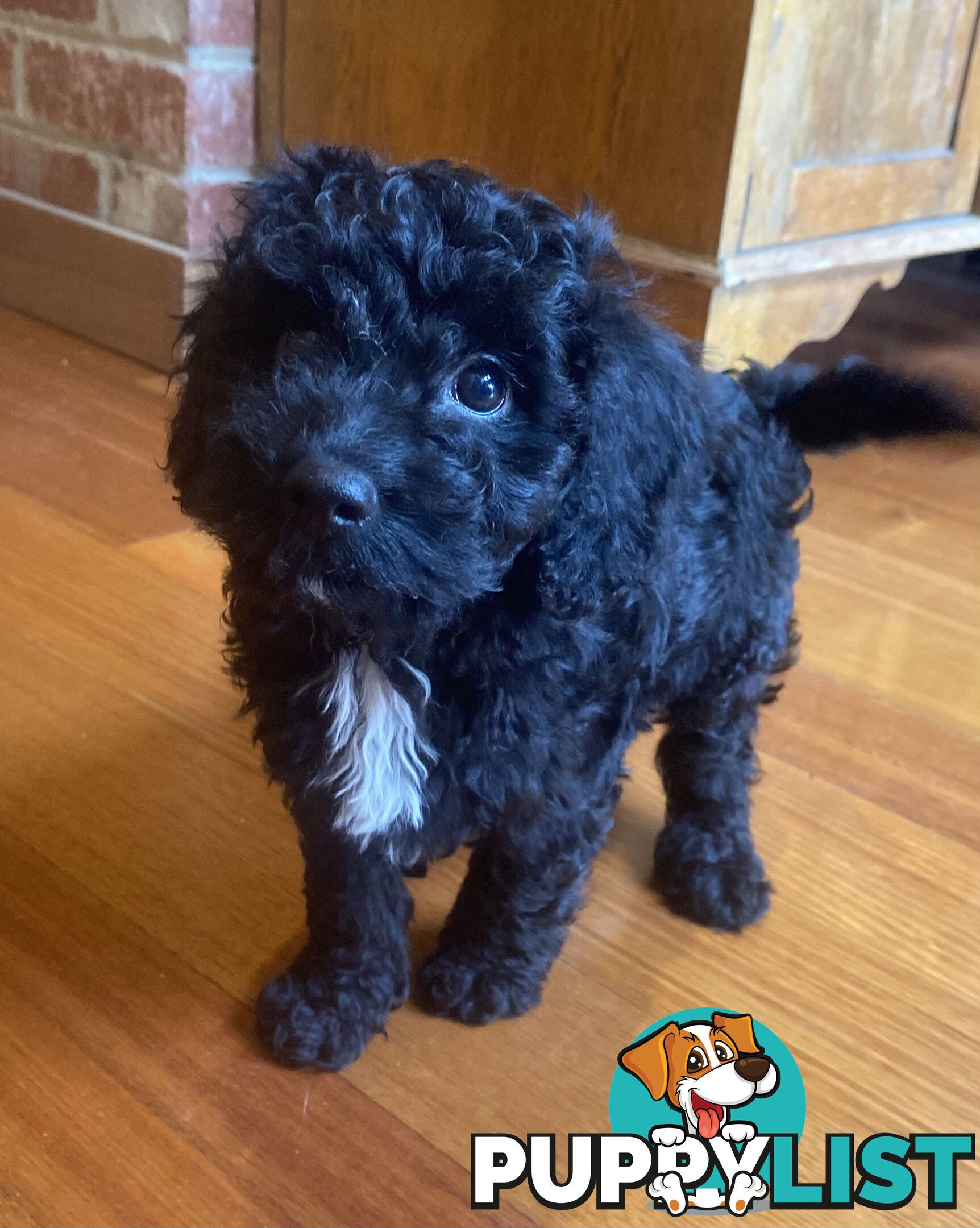 Gorgeous Toy Cavoodle Puppies