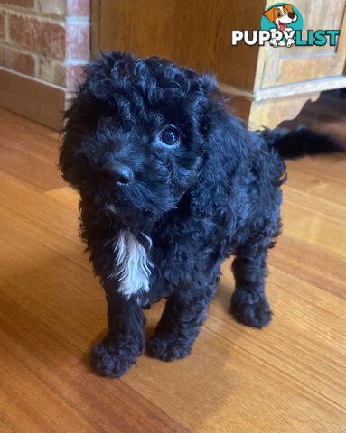 Gorgeous Toy Cavoodle Puppies