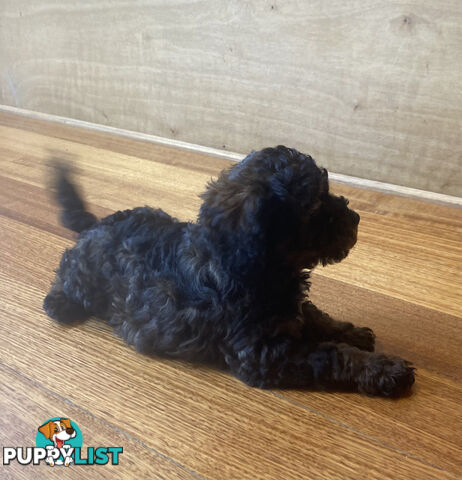 Gorgeous Toy Cavoodle Puppies