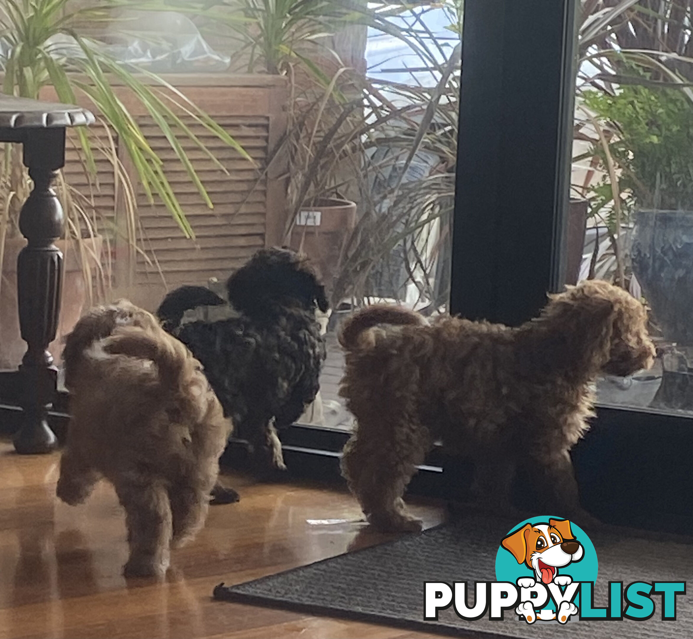 Gorgeous Toy Cavoodle Puppies