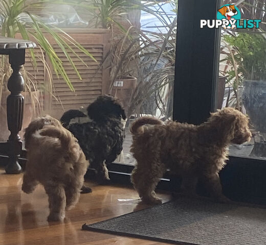 Gorgeous Toy Cavoodle Puppies
