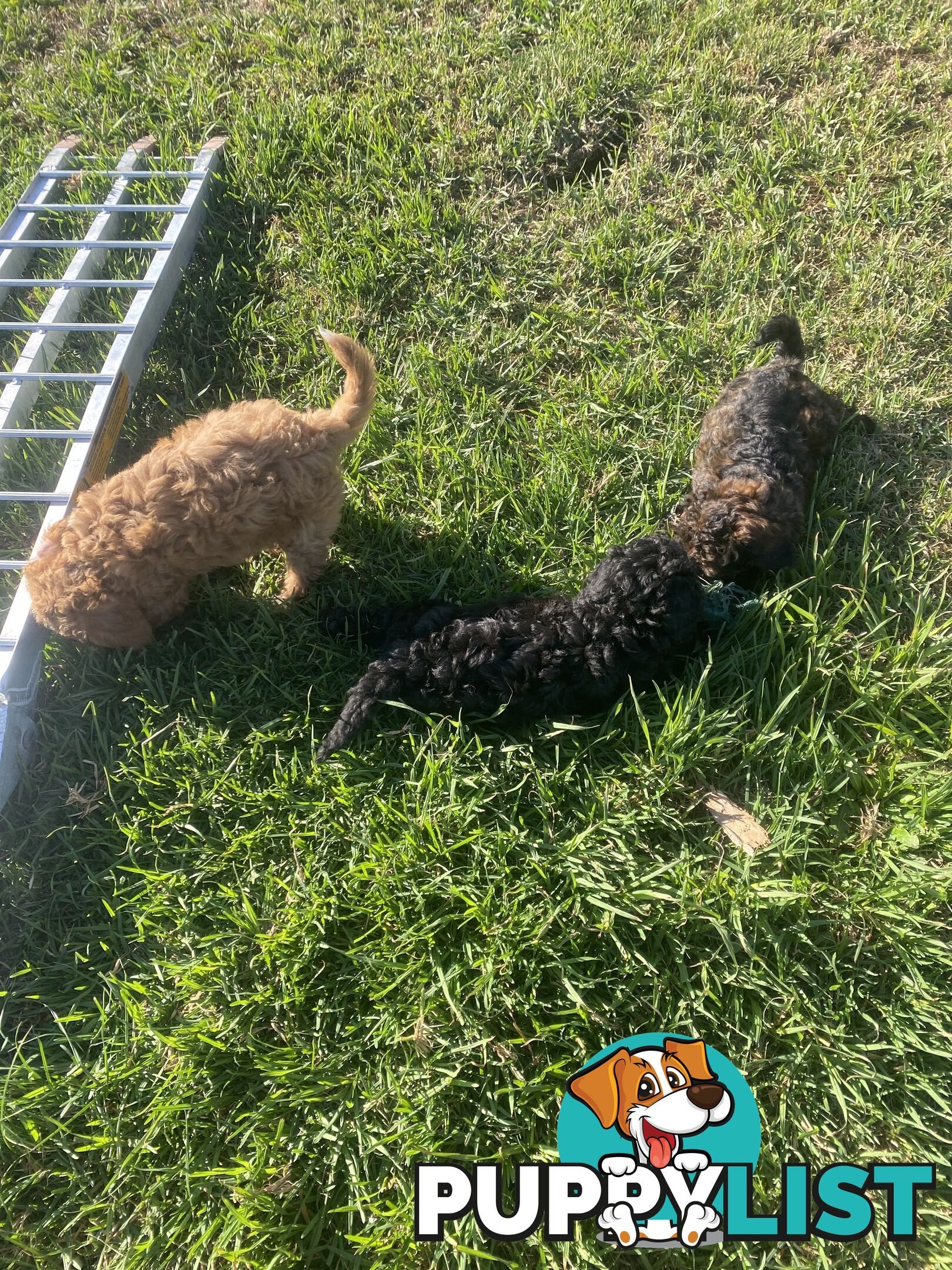 Gorgeous Toy Cavoodle Puppies