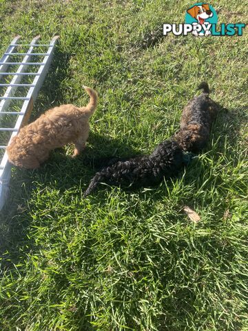 Gorgeous Toy Cavoodle Puppies
