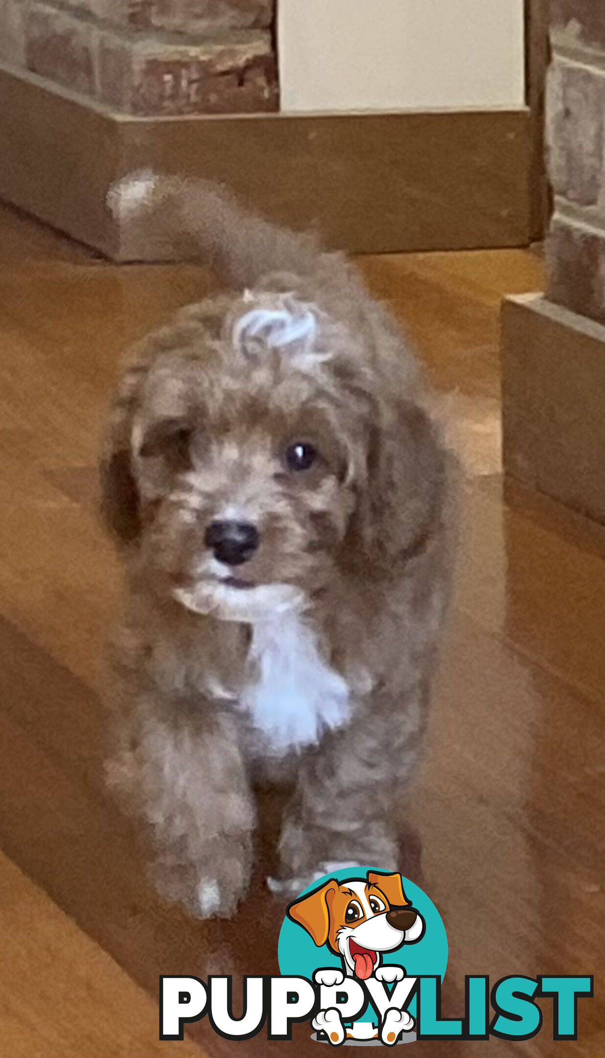 Gorgeous Toy Cavoodle Puppies