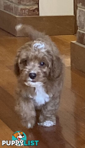 Gorgeous Toy Cavoodle Puppies