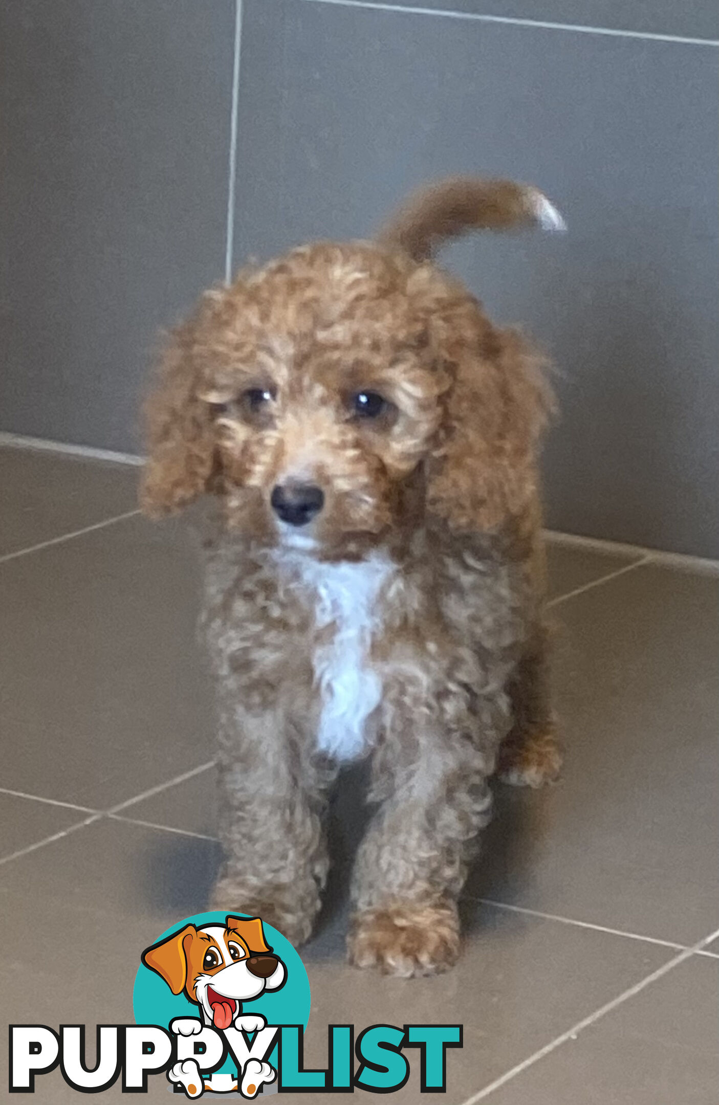Gorgeous Toy Cavoodle Puppies