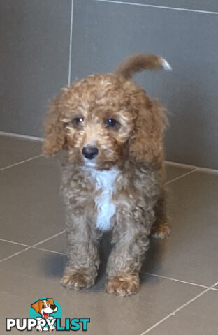 Gorgeous Toy Cavoodle Puppies